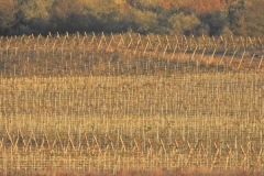 about-us-image-2
